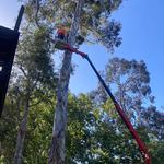 Blue Diamond Tree and Landscape - photo 9