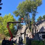 Blue Diamond Tree and Landscape - photo 10