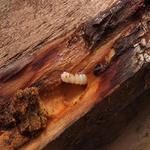 Fylde Damp Proofing - photo 4