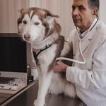 Urbanvet - photo 2