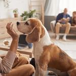 Urbanvet - photo 4