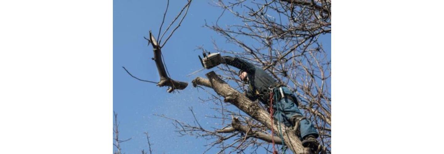 Scott's TreeWurk cover photo