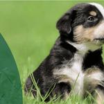 Beville Animal Hospital - photo 1