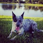 Beville Animal Hospital - photo 2