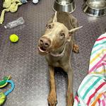 Beville Animal Hospital - photo 6