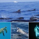 Aloha Ocean Excursions - photo 2