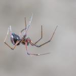 Spider Control Canberra - photo 1