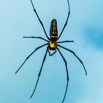 Spider Control Canberra - photo 2