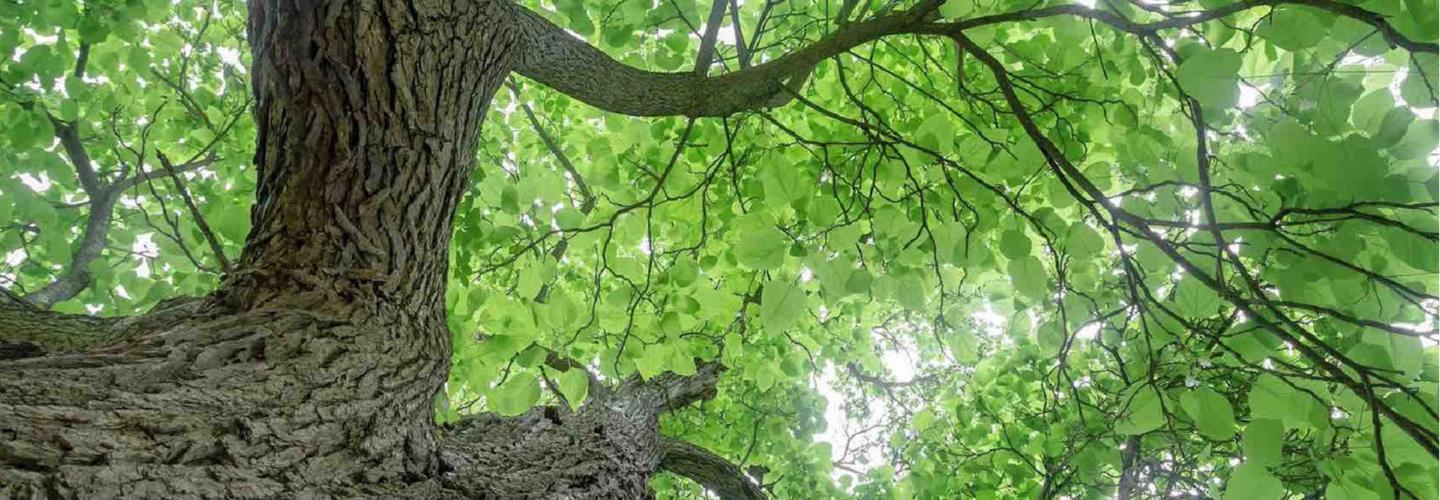 Tree Dropper cover photo