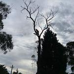 Tree Dropper - photo 1