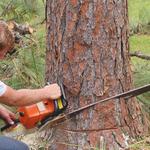 Tree Dropper - photo 3