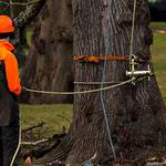 Tree Dropper - photo 4