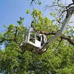 Tree Dropper - photo 5