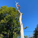 Tree Dropper - photo 7