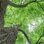 Tree Dropper - photo 8