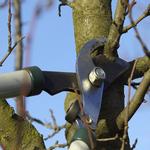 Tree Dropper - photo 9