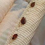 Bed Bugs Control Canberra - photo 2
