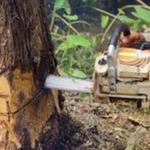 NWA BROTHERS TREE SERVICE - photo 1