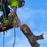 NWA BROTHERS TREE SERVICE - photo 4