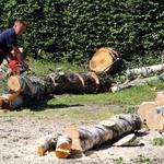 NWA BROTHERS TREE SERVICE - photo 5