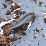 Silverfish Control Canberra - photo 1