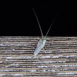 Silverfish Control Canberra - photo 2