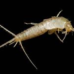 Silverfish Control Canberra - photo 3