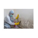 Mould Experts Townsville - Removal | Restoration | Testing - photo 4
