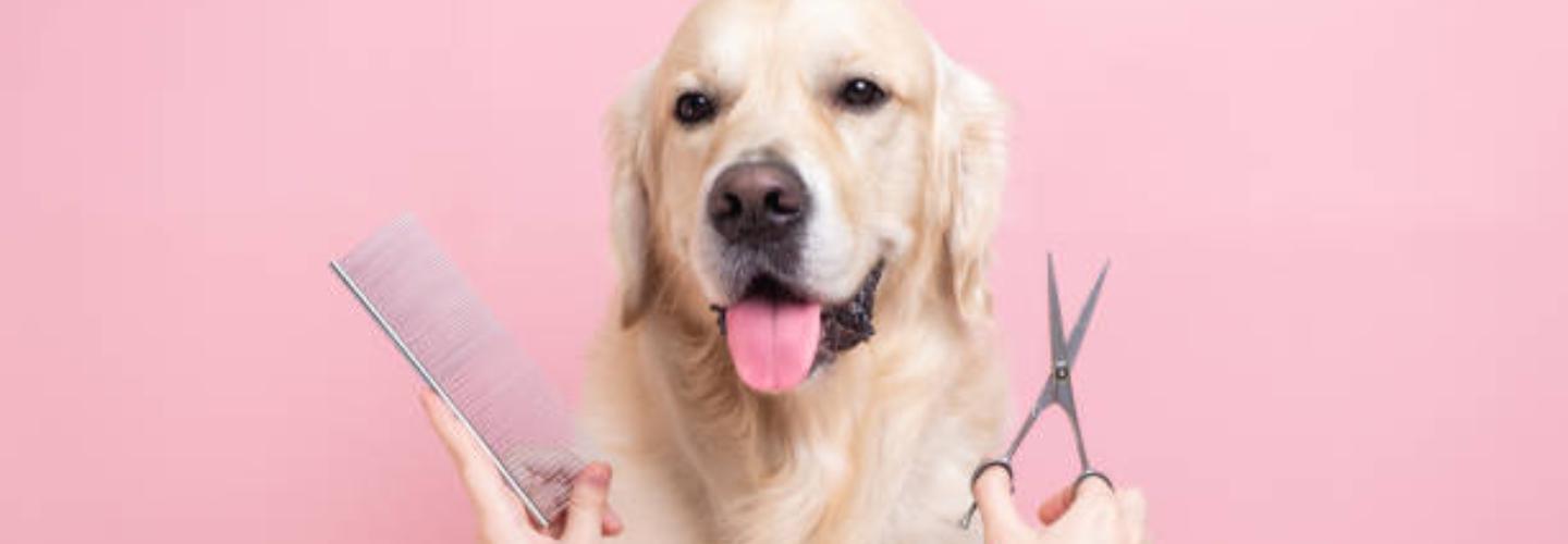 Woof Woof Pet Resort cover photo