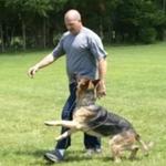 Jersey Shore Canine, LLC. - photo 1