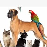 A Pet Lover's Sitting Service - photo 1