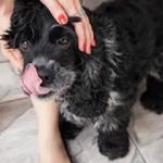 A Pet Lover's Sitting Service - photo 2