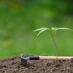 Greenline Landscape and Irrigation - photo 5