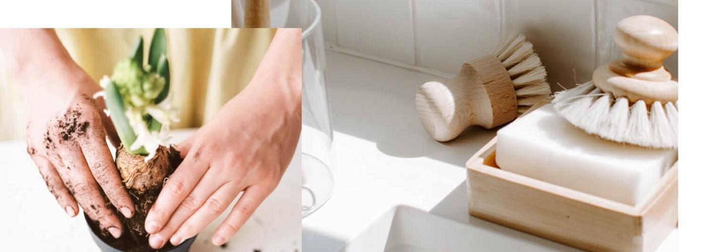 House of Willow Alexander cover photo