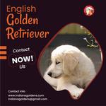 Indiana Goldens - photo 1