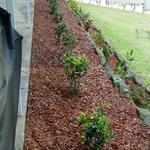 AAA Able Abaca Gardening & landscaping - photo 6