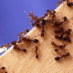 Pest Alert Pest Control Services - photo 3