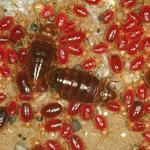 Pest Alert Pest Control Services - photo 4