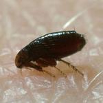 Pest Alert Pest Control Services - photo 6