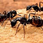 Turbo Pest Control - photo 2