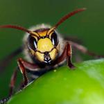 Turbo Pest Control - photo 3