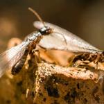 Turbo Pest Control - photo 4