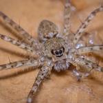 Turbo Pest Control - photo 8