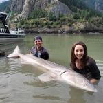 River Therapy Fishing - Fraser River Sturgeon Fishing - photo 5