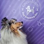 Coquitlam Dog Grooming Inc. - photo 2