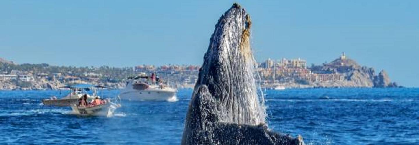 Go Kauai Tours cover photo