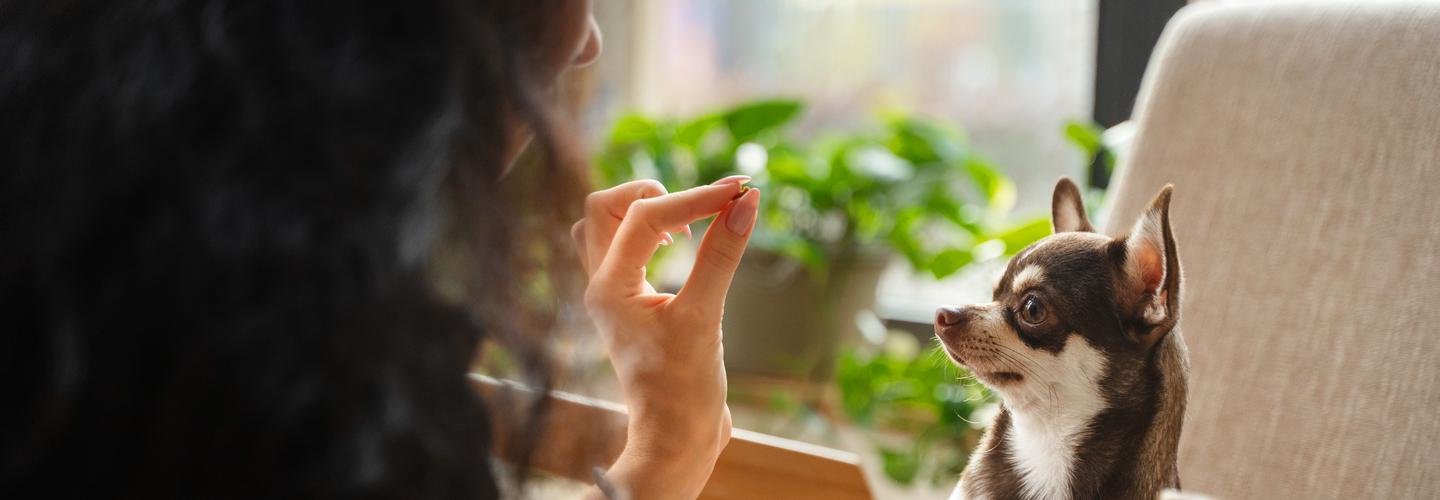 Shaggy Shack Pet Resort cover photo