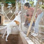 Shaggy Shack Pet Resort - photo 3