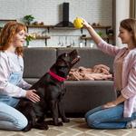 Shaggy Shack Pet Resort - photo 4