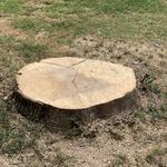 Lenk Tree Services - photo 1